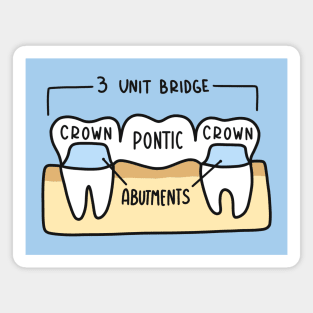 Hand Drawn Labeled Dental Bridge Magnet